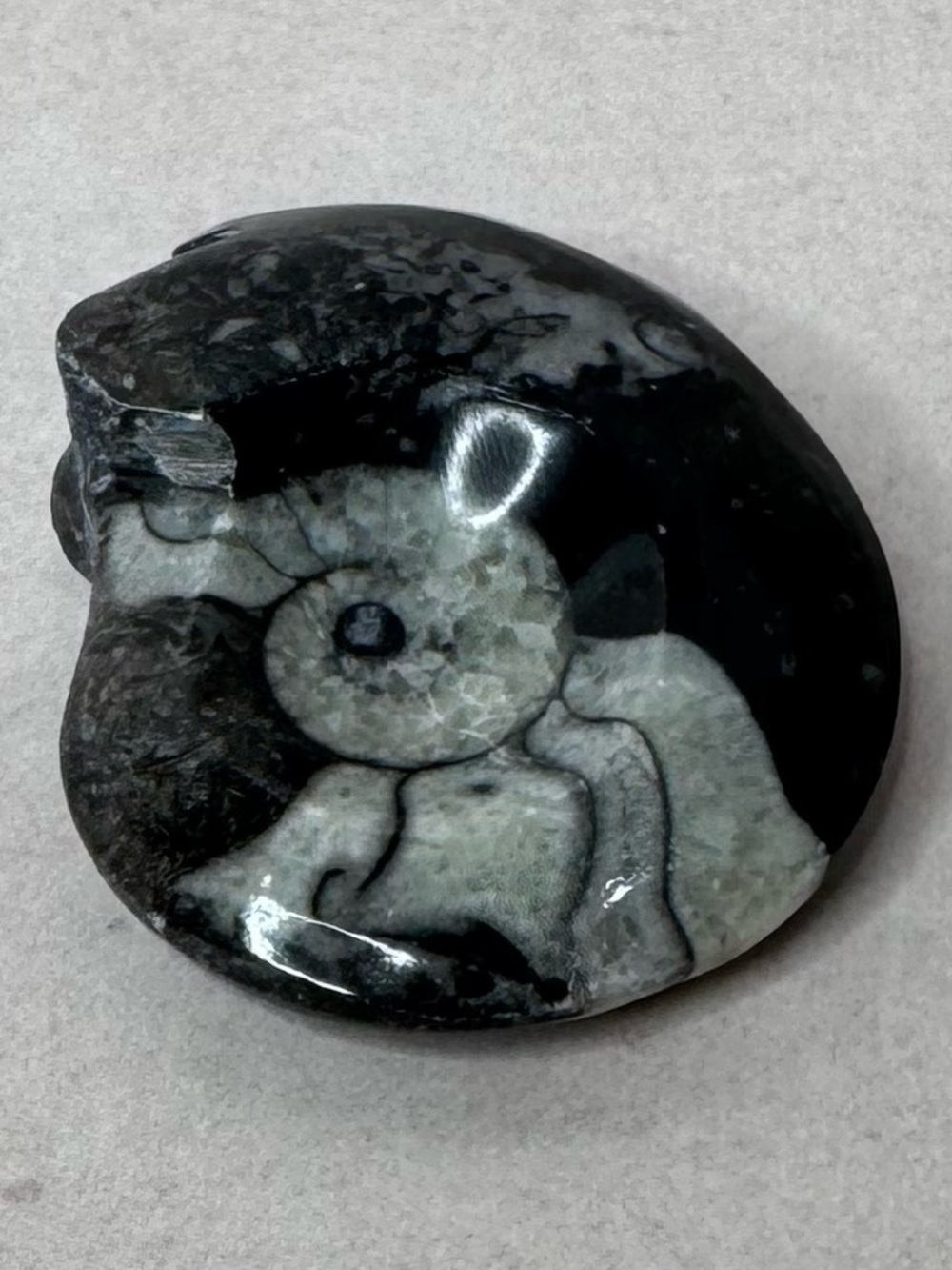 Polished Black & Gray Ammonite Fossil Display - Picture 8 of 8